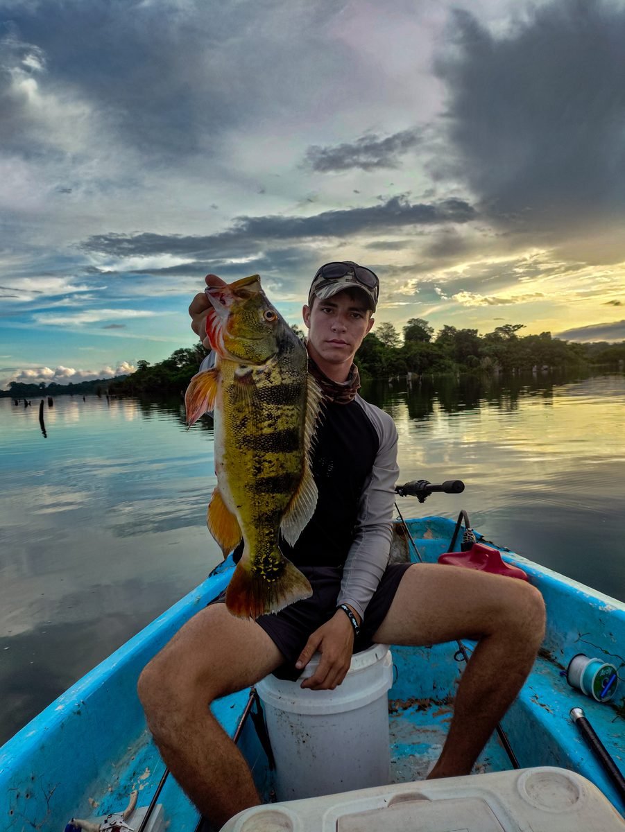 Sunset peacock bass on Gatun Lake